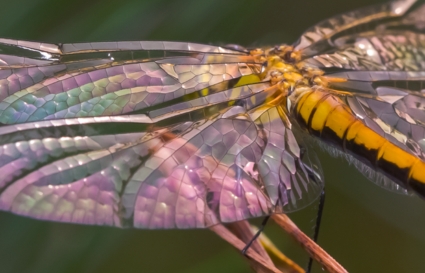 Talk2theAnimals's tweet photo. 10 Close-Up Shots of Dragonflies — http://t.co/chf0jIrc1y http://t.co/4O4hNPKNWW