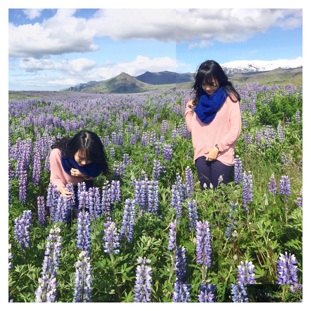 stellaxaviera's tweet photo. Lavender's blue, dilly, dilly, Lavender's green 🌾🌷🌾 http://t.co/QwNbdaZlFJ