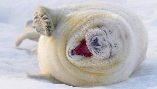 justwrite15's tweet photo. Somehow the #animal kingdom, particular #seals, know that it is #SmilingFriday: http://t.co/Hn5WahOEXs
