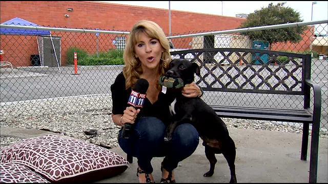 FOXLA's tweet image. Dogs Seized By LAPD During Raids In Need Of Homes. myfoxla.com/story/29572149…