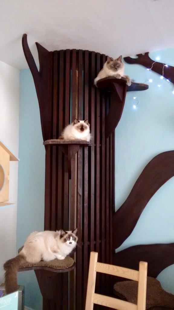 maisondemoggy's tweet image. They say Ragdolls don't grow on trees...except @maisondemoggy #thisisedinburgh24