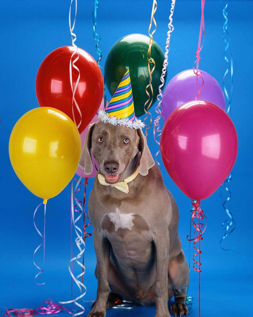 Звери на дне рождении. День рождения собаки. С днём рождения собачки. Шарик собака. Шарик собака воздушный.