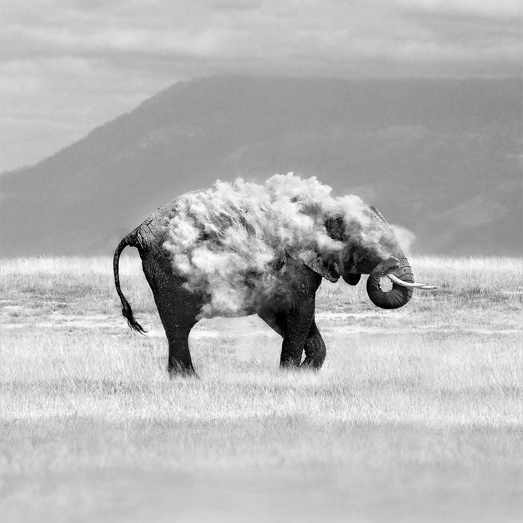Curious Animal Mag tweet media