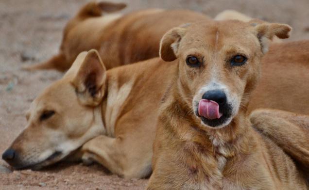 Kerala orders culling of stray dogs #BoycottKeralaTourism #SaveAnimals #ShameOnKerala