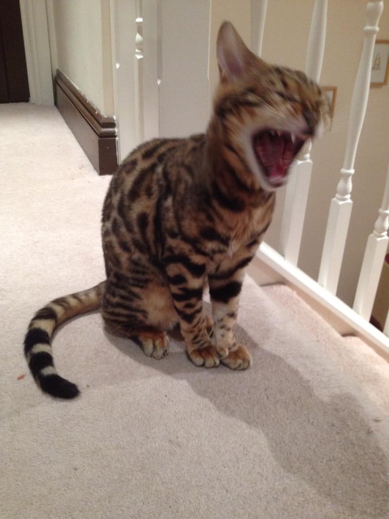 ducattybengals's tweet image. Staff R 2 shy 2say hi @SamHeughan @caitrionambalfe so they asked if we could. Here's a shouty meeeeow hi Sam &amp;amp; Cat!!