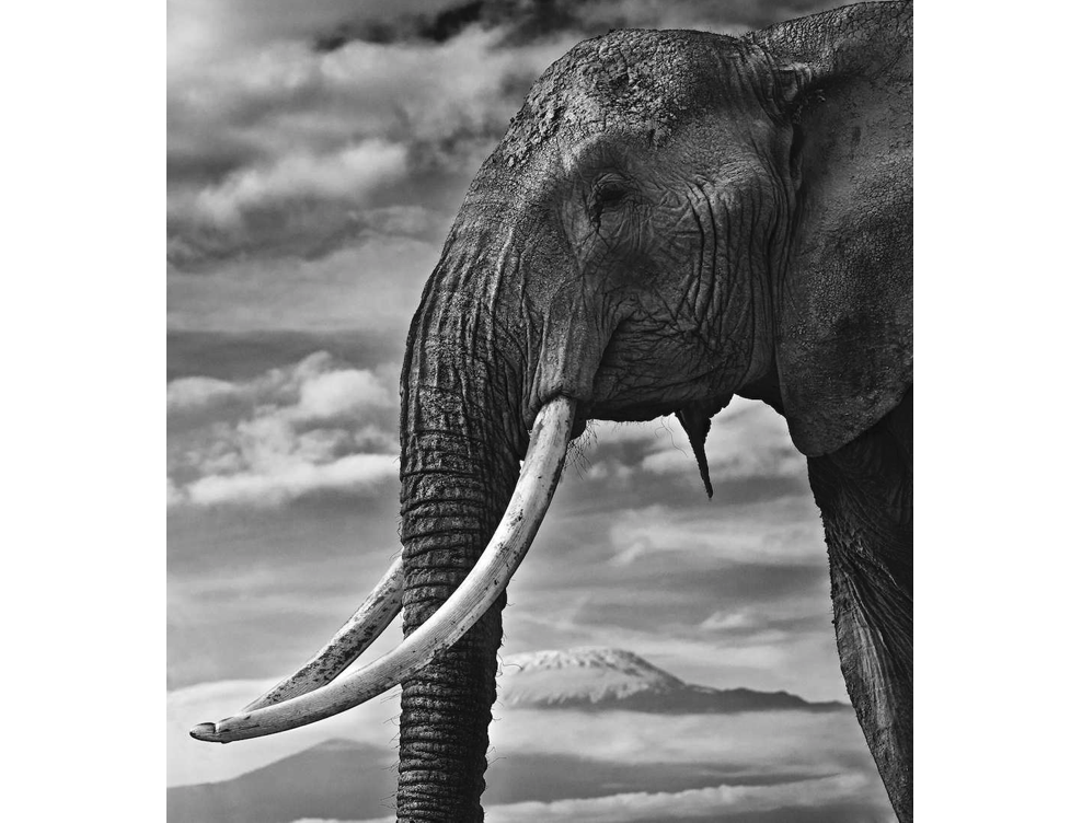 David_Yarrow's tweet photo. Tusks of elephants cost $500K today on the black market. #stopkillingourrhinos
http://t.co/tMkIy9Uovf @TuskTrust http://t.co/xsDIizZTBK