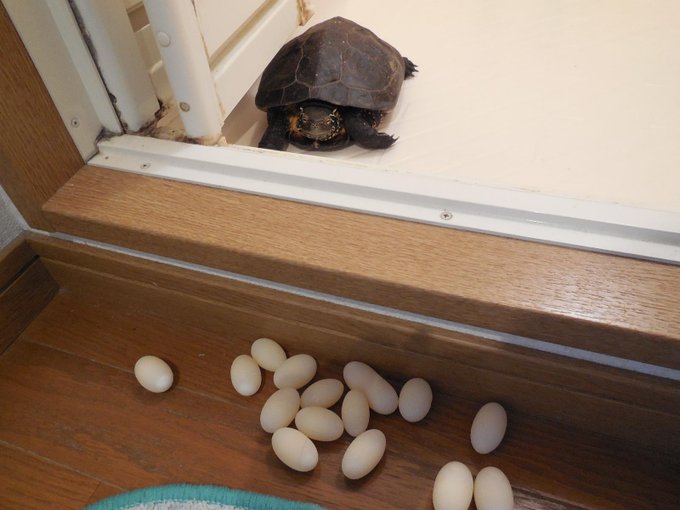 帰宅したら亀が産卵してて風呂に入れない ツイートが話題になってる Matomehub まとめハブ 帰宅したら亀が産卵してて風呂に入れない ツイートが話題になってる Matomehub まとめハブ