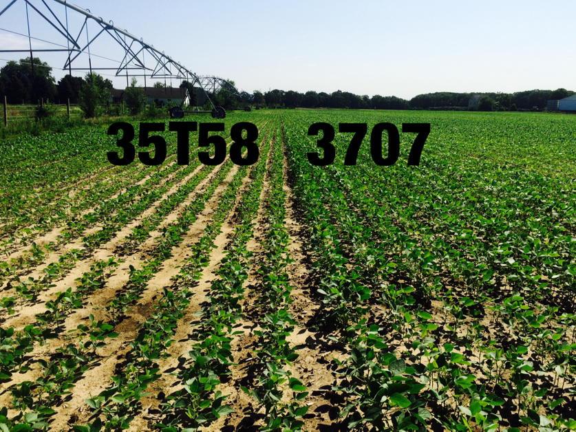curtcooper4's tweet photo. 3707's looking great in plot in South Jersey. http://t.co/pKd0zxlz9W