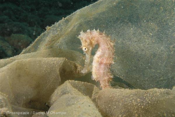 Greenpeace's tweet photo. Humans eat fish. Fish eat plankton. And now plankton eat #plastic. 
#oceans #pollution
http://t.co/NXrODDReUA http://t.co/U9xk6um6Pm