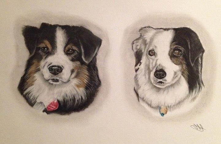 pastelpresent's tweet photo. Completed #portrait of Alice and Fraser #dogs #animals #art #artist #pastel #doglover #pets @AddictedtoDogs_ http://t.co/EfYLc1KzpH