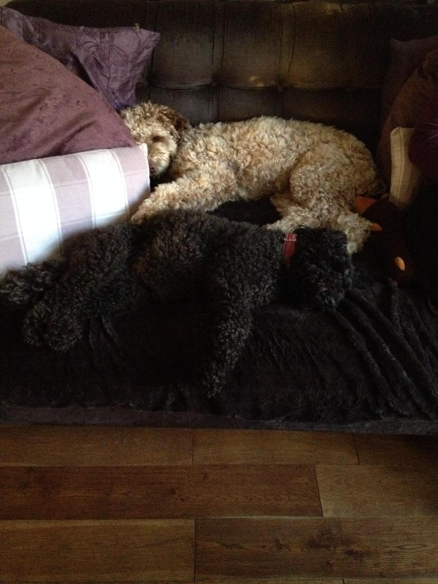 MaisieCockapoo's tweet image. Spot the dog.