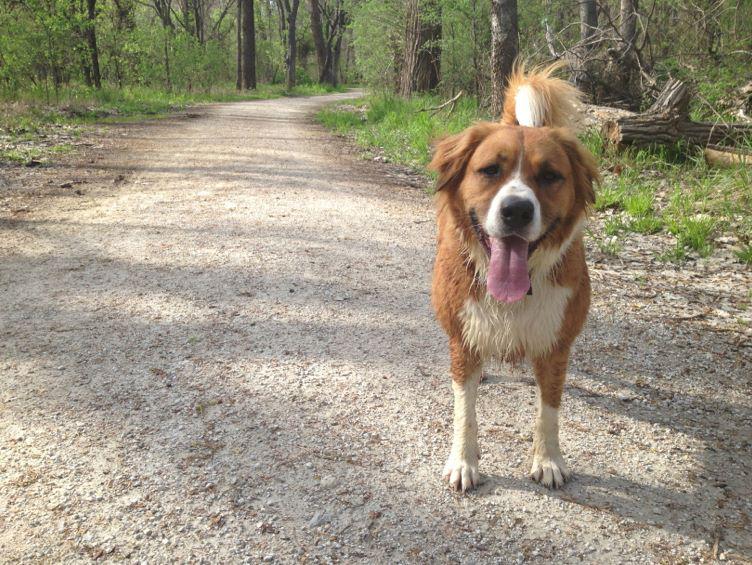 DogDaysDenton's tweet photo. I'm Banjo, the #DogDays2015 Spokesdog. You're invited to this yr’s festival at the N.TX Fairgrounds on Sept 26, 9-3. http://t.co/XppuafSNvX
