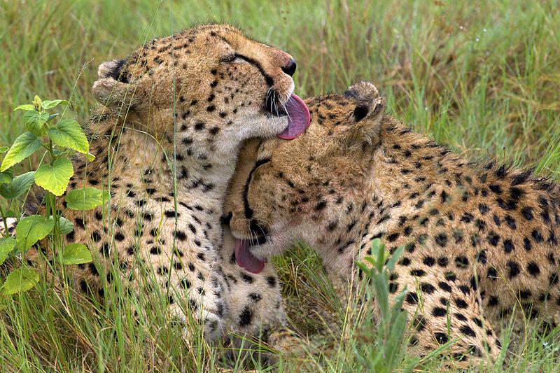WikimediaCommon's tweet photo. Guepardos, 2009 https://t.co/TeFiAA95N7 http://t.co/wJ32wzyW0v