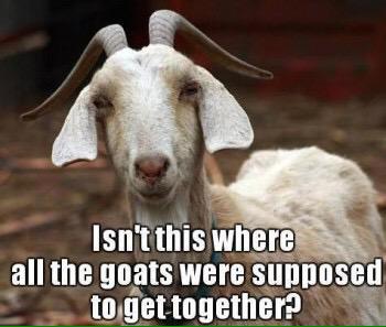 AppletonFans's tweet photo. Hi Goats, have a GOAT-tacular weekend xo @LisaLovesTV http://t.co/Bpm5LISpz1