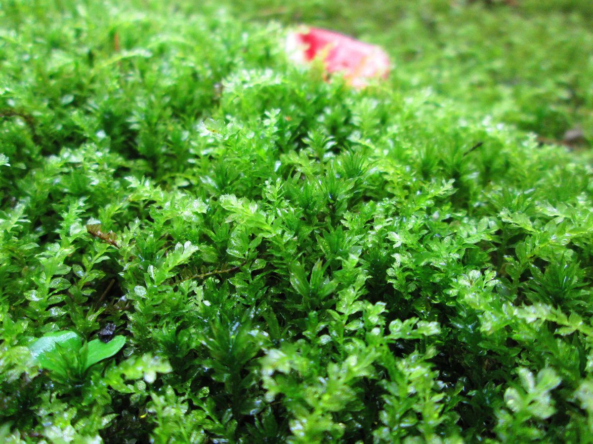 2000bryophyta's tweet photo. 雨後のコツボゴケです。綺麗でした・・・・ http://t.co/LR4WZUAt52