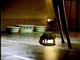 TweetsByPaul_'s tweet photo. #GrowingUpCanadian Being convinced that this little hippo was running around your house when everyone was asleep http://t.co/IFqTJjsa6U