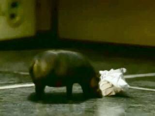 #GrowingUpCanadian Being convinced that this little hippo was running around your house when everyone was asleep