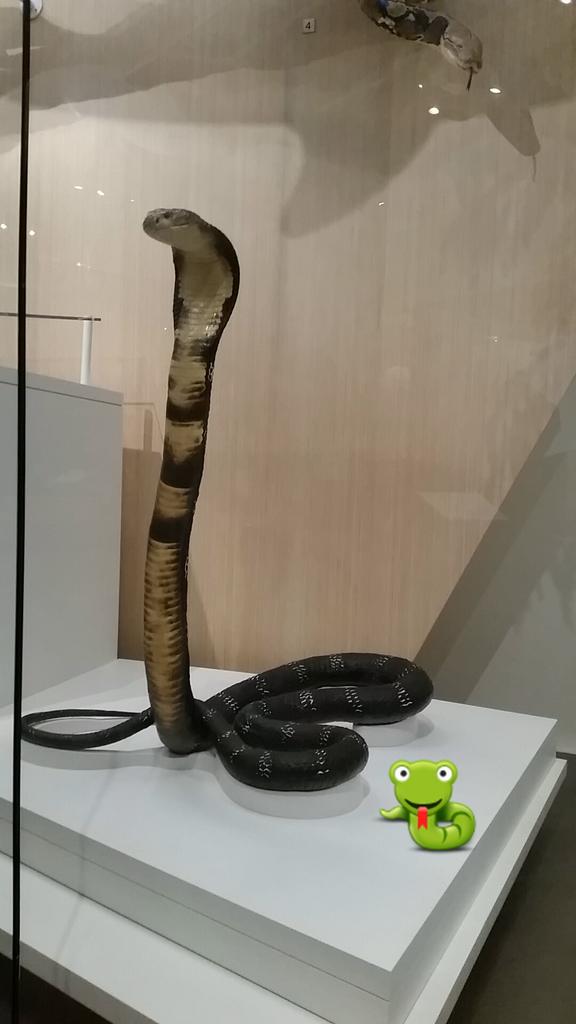 Royal Ontario Museum We Ve Updated Our King Cobra Display Worldemojiday Romoji Http T Co 09mlbyaodc Twitter