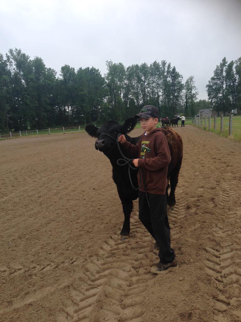 AmandaBrodhagen's tweet photo. Practicing in the ring before the 4-H Beef Show. Getting the heifers use to the sand. #listfair2015 http://t.co/vsTMerbTQW