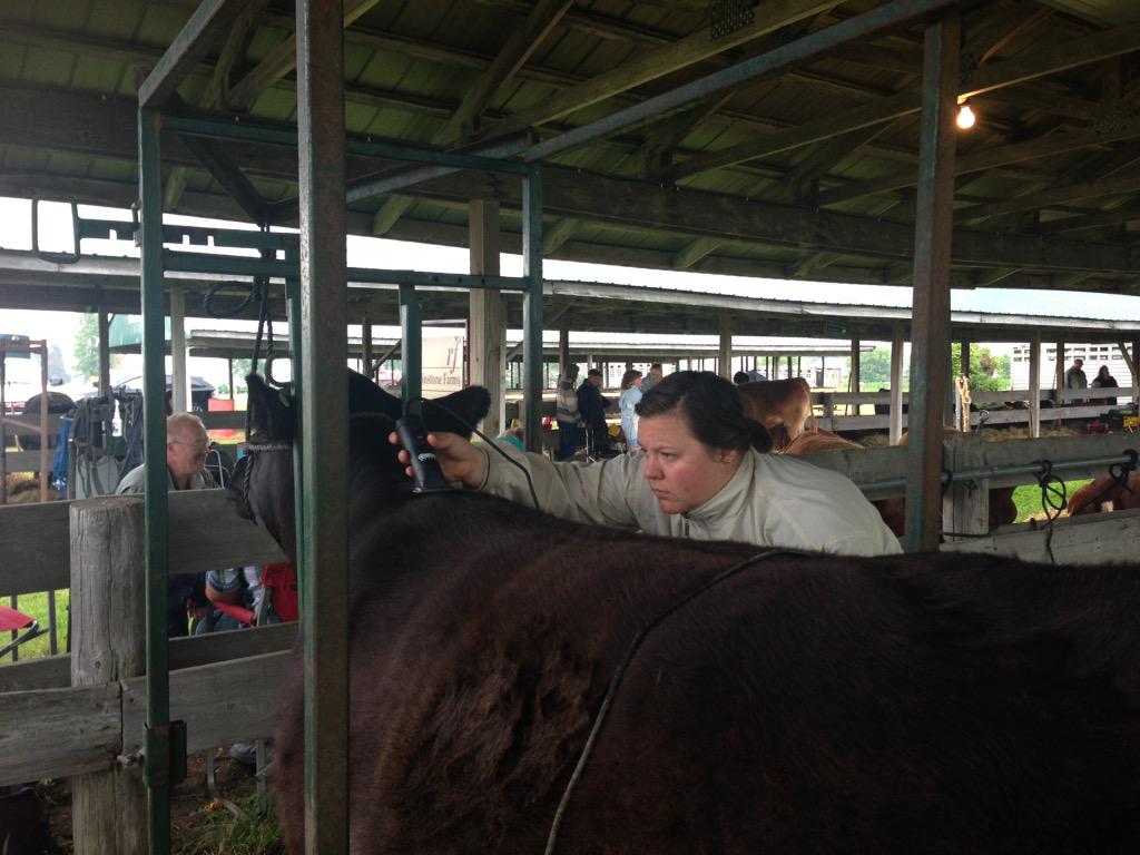 AmandaBrodhagen's tweet photo. The @ListowelFair Ambassador clipping her heifer before the show. #listfair2015 http://t.co/7fko1WTMSK