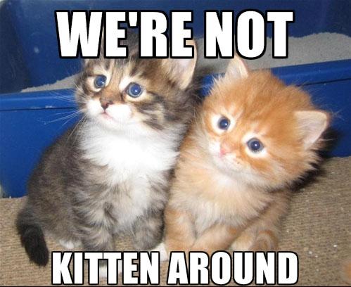 Chewy A Twitter So You Think You Re Punny Show Us Your Best Pet Meme For A Chance To Win Freebiefriday Giveaway Http T Co Zlqlfra5jk