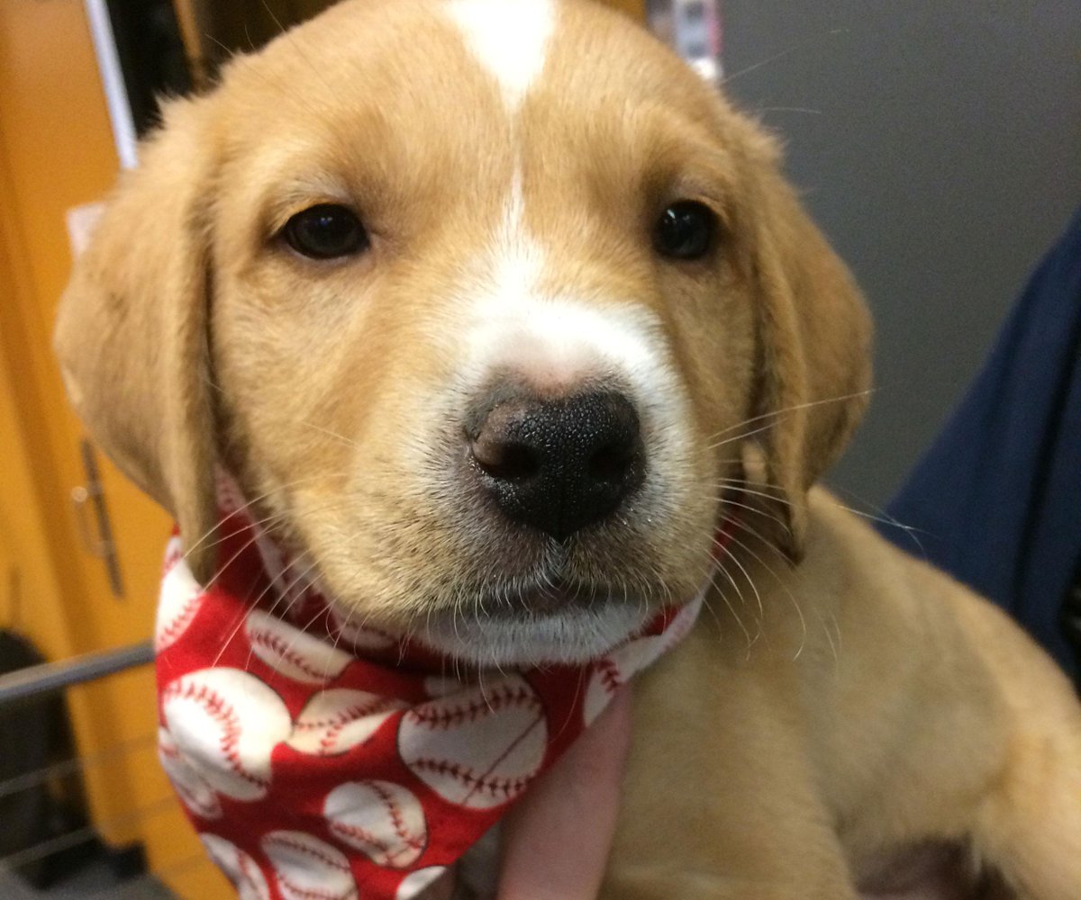 wxyzdetroit's tweet photo. CUTE PUPPY ALERT: Grant, 8 weeks old, rescued from underneath a mattress. Sweet as can be. Adopt from @mhumane http://t.co/xtGS52QoOd