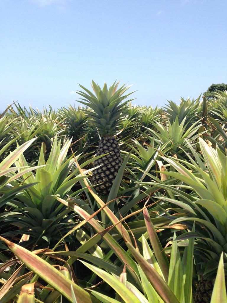 MorganeHuynh's tweet photo. Ananas variété Cayenne Lisse #Pineapple #Guadeloupe #ThinkKreyol #Beautiful #Land http://t.co/lAVZhqkRFX
