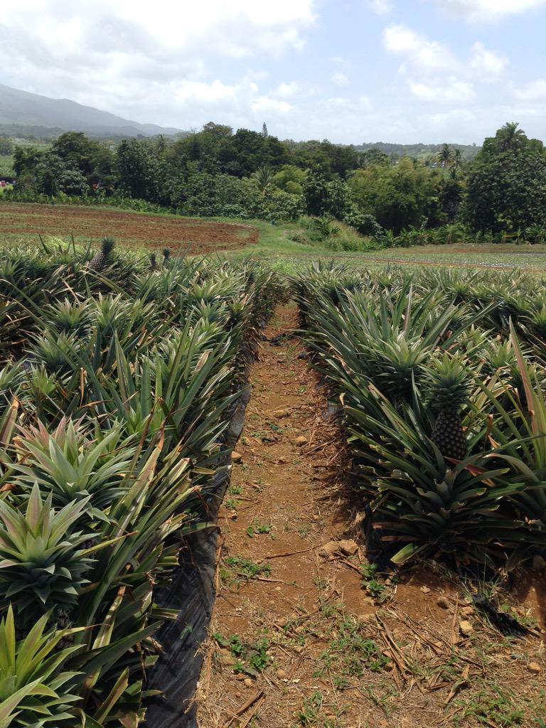 MorganeHuynh's tweet photo. Ananas variété Cayenne Lisse #Pineapple #Guadeloupe #ThinkKreyol #Beautiful #Land http://t.co/lAVZhqkRFX