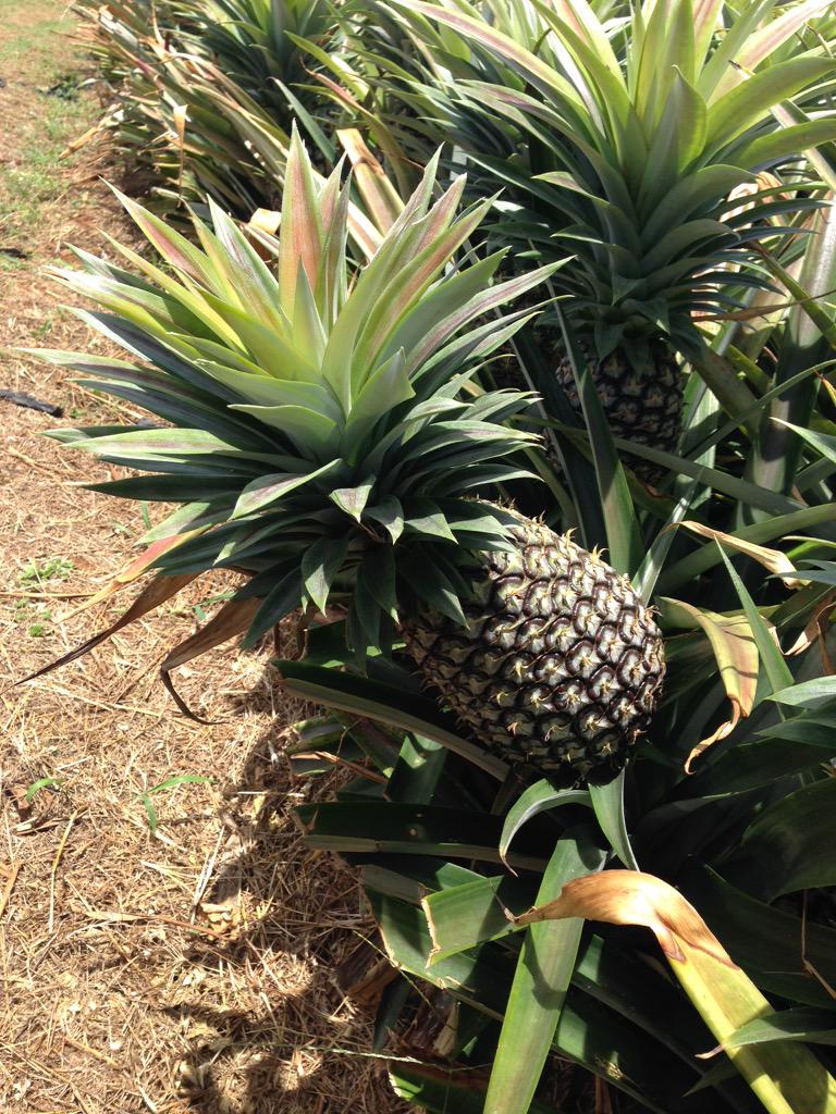 MorganeHuynh's tweet photo. Ananas variété Cayenne Lisse #Pineapple #Guadeloupe #ThinkKreyol #Beautiful #Land http://t.co/lAVZhqkRFX