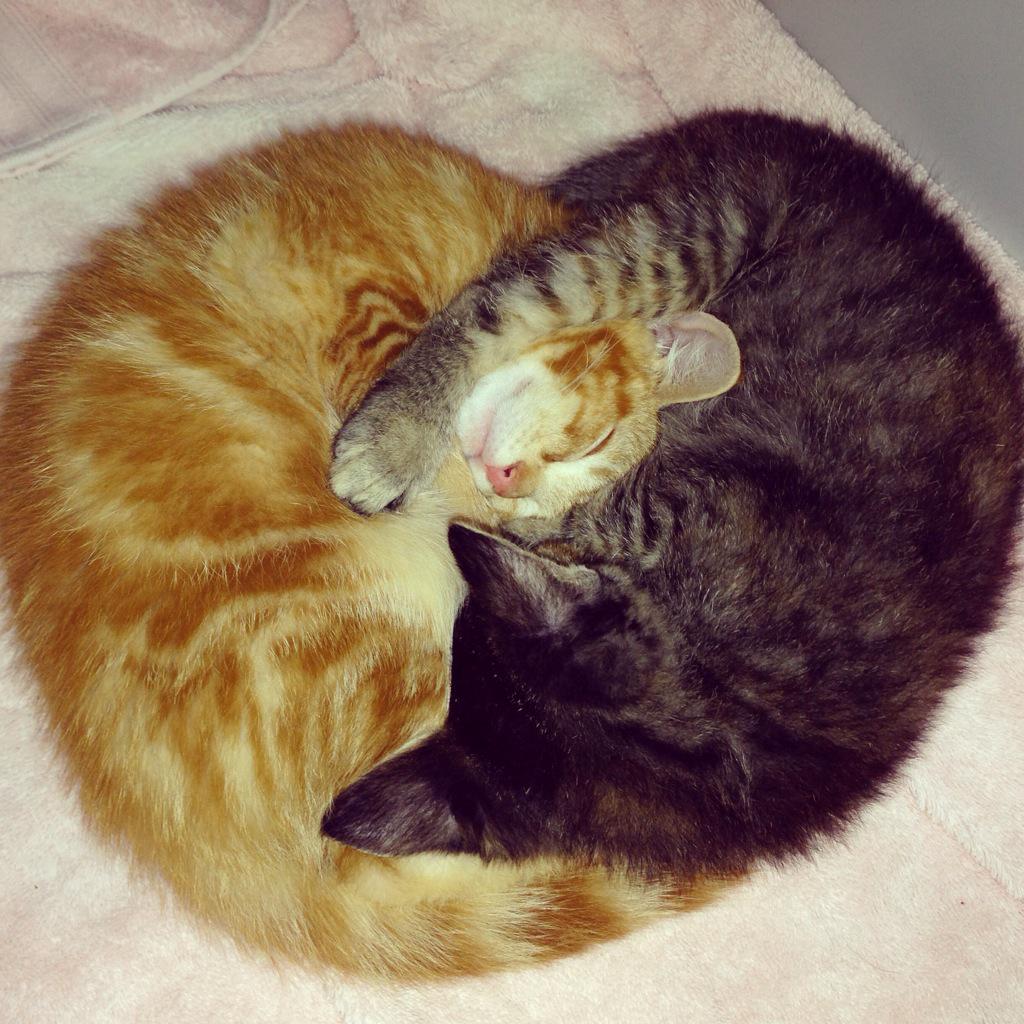 MRFRScats's tweet photo. MRFRS Adoptables! Land O Lakes and Margarine are looking for a home together! #kittens #adopt #mrfrs http://t.co/rXjo75z9Hd