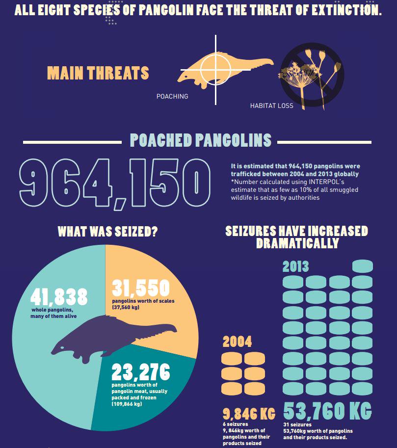 humaneworldnews's tweet photo. #Pangolin: The world's most illegally traded mammal. Get the facts: http://t.co/6Bs9NEBDyD http://t.co/hIEg7GGZhN