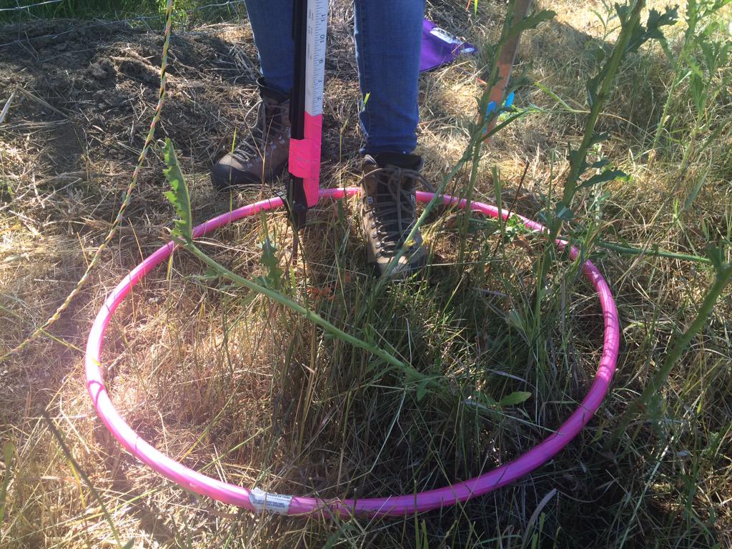 marymacarthur's tweet photo. Inside the bill was 117 "undesirable" plants. The sheep did a great job eating the thistle. #weeds http://t.co/0N9dxffiXi