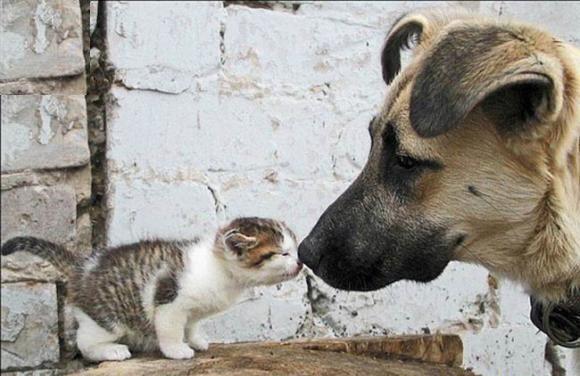 Yesimm_34's tweet photo. Sokak Canlarının iyilik meleği hayvansever dostlarıma pati canlarıyla birlikte Iyi Bayramlar diliyorum,sevgilerimle🐾🐾 http://t.co/ugcjFphyHZ