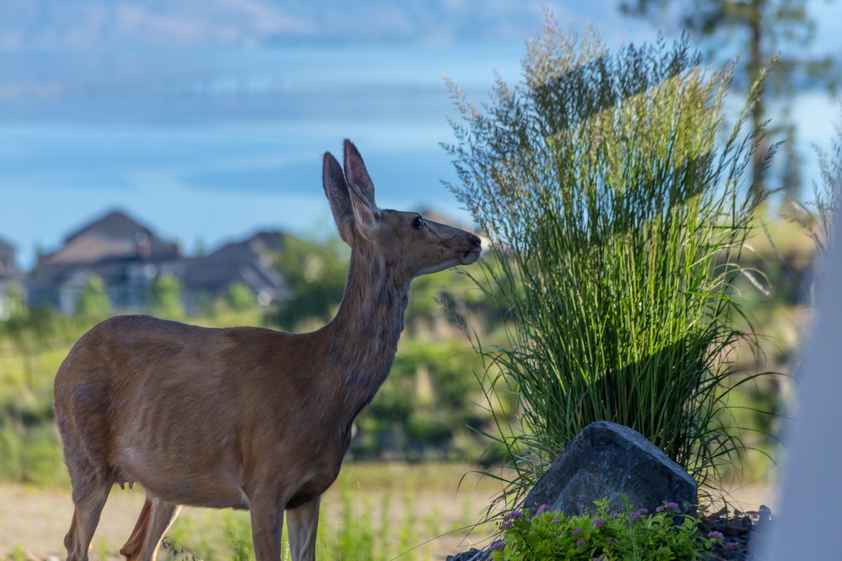 Kettle Valley tweet media