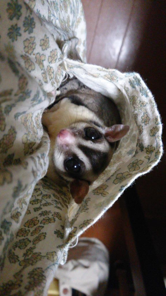 R_goo_ga's tweet image. そして、この子が一番最初に出会ったフクロモモンガ「MOMOたろう」です
仲良くなってからは、いつも私のスカートのポケットに入っていました