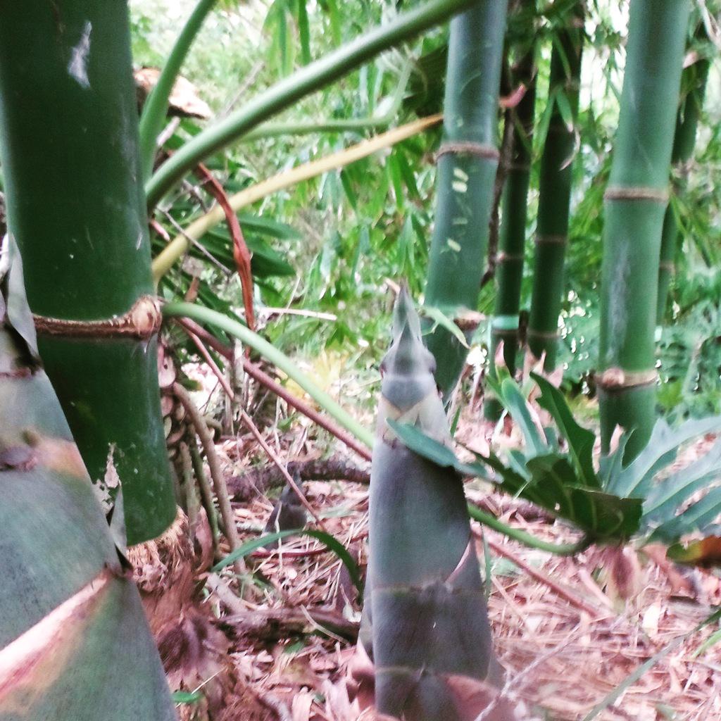 Looking forward to a fresh crop of #bamboo to get our bamboo vision on!