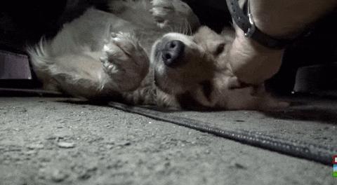 Assustada durante resgate, cachorra de rua tem reação incrível após receber carinho pdd.io/1HU91Nv