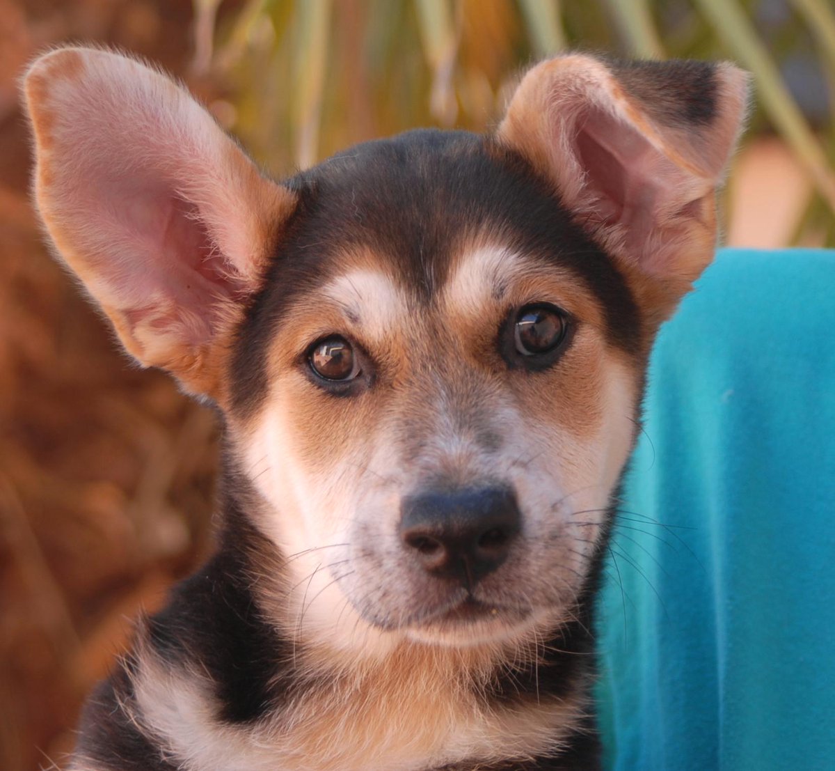 NevadaSPCA's tweet photo. Laverne &amp; Shirley 
Adorable babies for adoption, raised in loving foster care since rescue.
https://t.co/gMBjdeZzQv http://t.co/5dgNRBEJV9