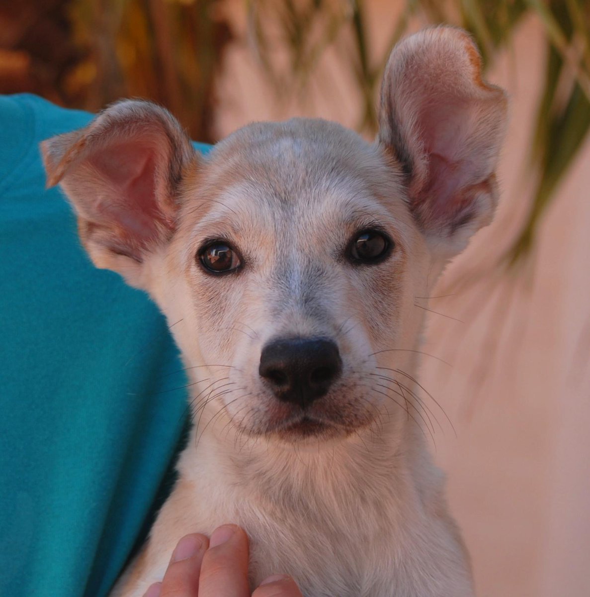 NevadaSPCA's tweet photo. Laverne &amp; Shirley 
Adorable babies for adoption, raised in loving foster care since rescue.
https://t.co/gMBjdeZzQv http://t.co/5dgNRBEJV9