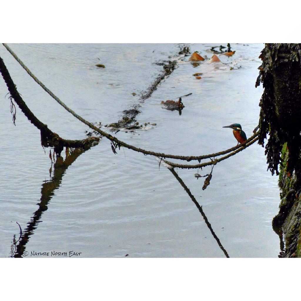 Kingfisher in Seaton Sluice yesterday morning. 
<a href="/Living_North/">Living North</a> <a href="/NorthEastTweets/">North East Tweets</a> @northcoastaonb <a href="/BBCLN/">BBC Look North NE&C</a>