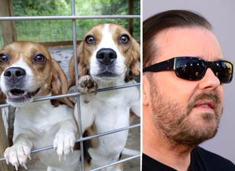 .<a href="/rickygervais/">Ricky Gervais</a> slams 'torture' of beagles for testing as puppy farm approved huff.to/1HQSxG7  #beaglefreedom .
