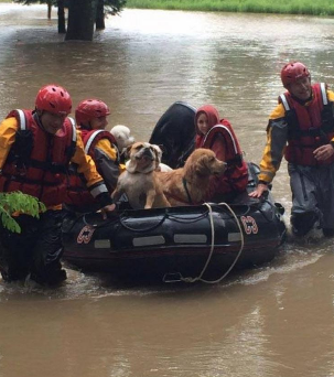 FOX29philly's tweet photo. 12 Dogs &amp; 3 Employees Rescued from Flooded Kennel http://t.co/TworNtmpX7 http://t.co/dvSni17VwY