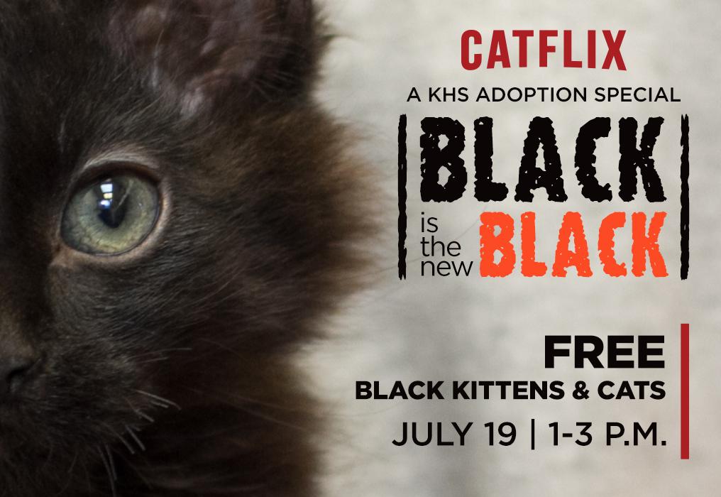 BLACK is the new Black at KHS! Adopt a black #kitten or adult #cat for FREE this Sun from 1 to 3pm. #BITNB