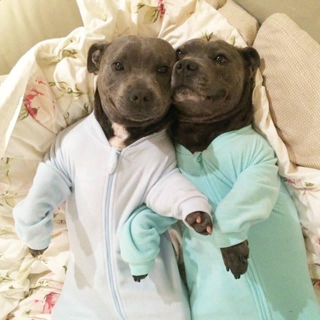 petdarlingworld's tweet photo. 11 fotos de pitbulls que demuestran que pueden ser más tiernos que un bebé!! ♥♥ >> http://t.co/b0VmoF80MT http://t.co/EqKZkNlWrY