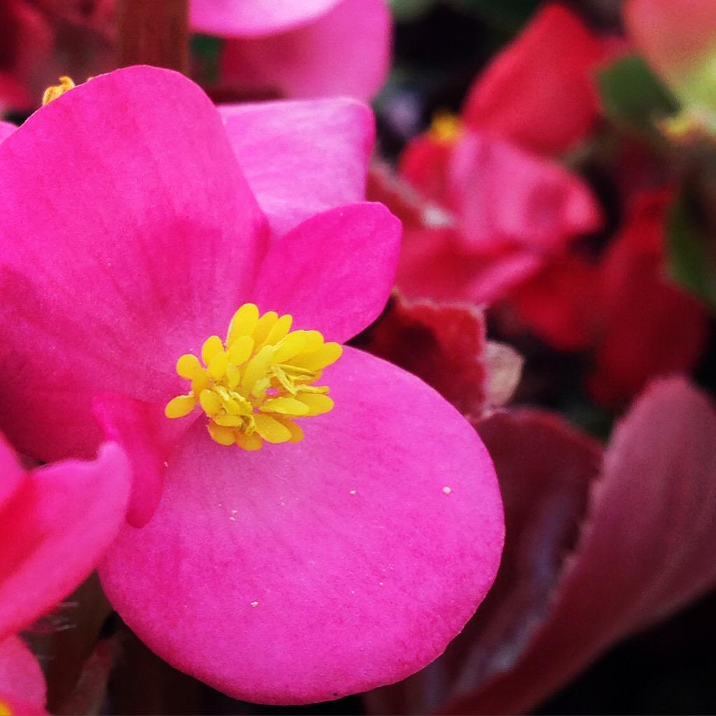 Bold &amp; beautiful 💖✨💫 #flower #floweroftheday #pink #happy #love <a href="/promptio/">Promptio</a>