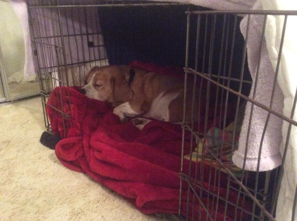 It's actually less of a cage and more of a well appointed snuggle cave. Don't let the bosses know I changed my mind!