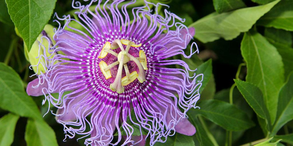 HouseBeautiful's tweet photo. 15 of the Craziest-Looking Flowers From Near and Far http://t.co/Ovtzc8PYiC http://t.co/BusbFcl5Kg