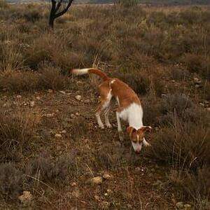 CruzPradilla's tweet photo. Espero y no.me.cabe duda de que el.enano sera igual o incluso mejor que el mejor perro ke e tenido nunca te olvidare http://t.co/wHXHzqS7kC
