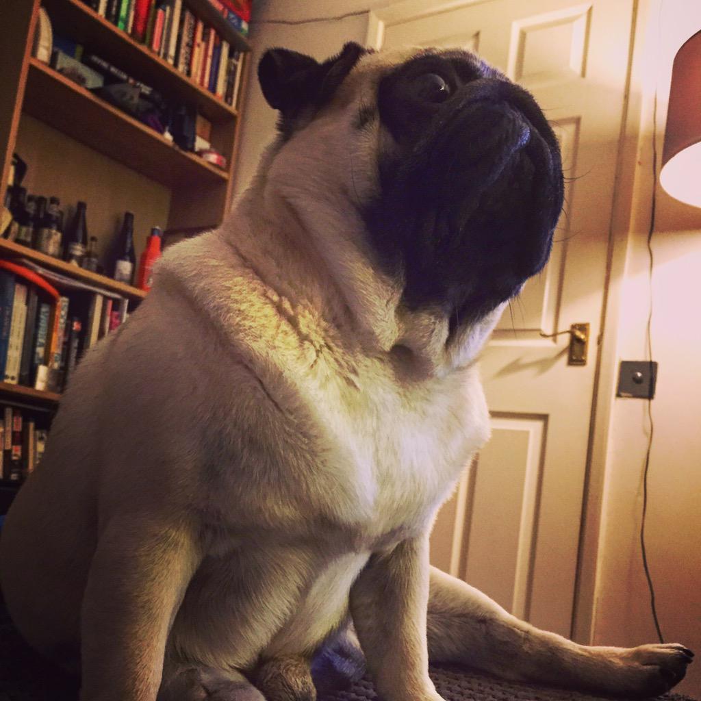 dogs can t look up pete griffiths on quot undeniable proof that dogs can actually look up http t dogs can t look up pete griffiths on quot undeniable proof that dogs can actually look up http t