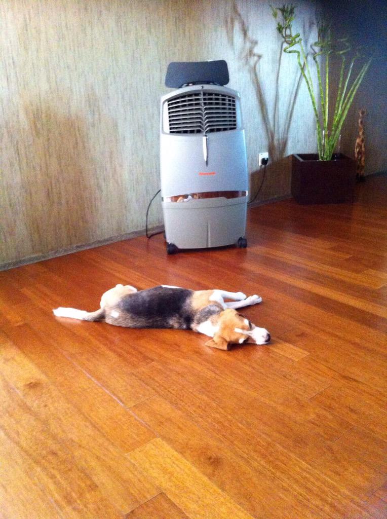 It's really hot these days in Singapore. Ume says stay cool #umechan